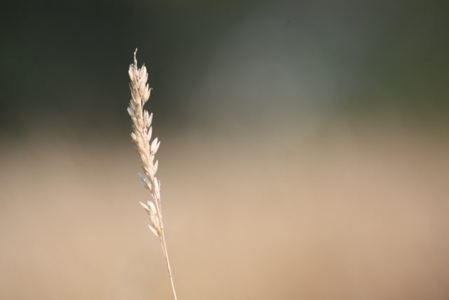 Hooien
                  Gras Analyse voor Paarden