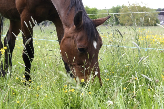 Hooien
                  Gras Analyse voor Paarden