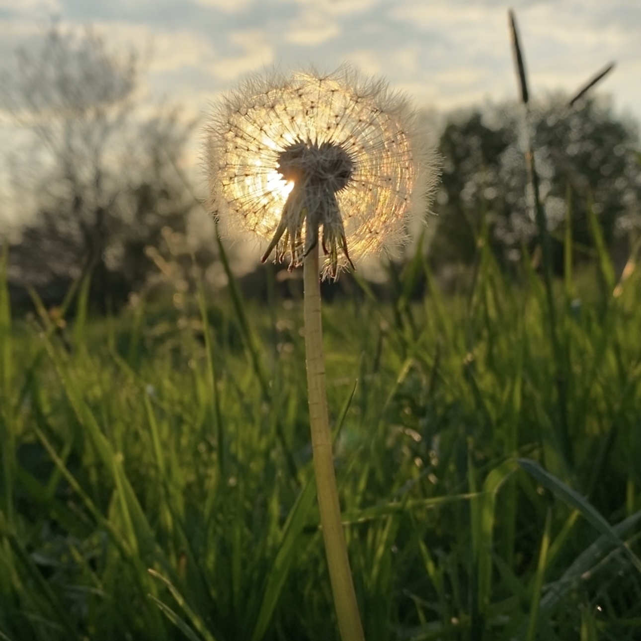 Stichting
                  BIomentor